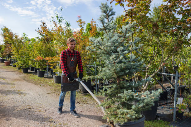 How Our Tree Care Process Works  in Frostproof, FL